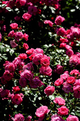 ピンク色の薔薇