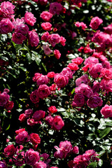 ピンク色の薔薇