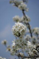 pear flower blossom