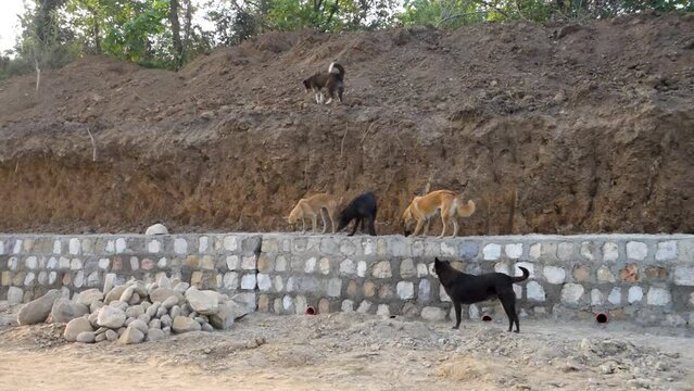 Dehradun, uttarakhand - India. A group of stray dogs standing on a stone wall.