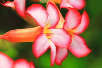 beautiful pink color adenium obesum or desert rose in full bloom in the garden in summer season