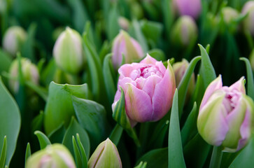 Obraz premium Tulips for sale from the manufacturer. Lilac peony tulips, growing on hydroponics. Greenhouse tulips. Preparation for Valentine's Day, March 8. Spring flowers. Close-up. Background