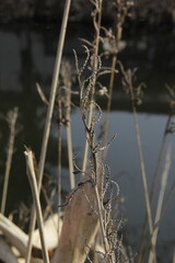 Dry wild environment