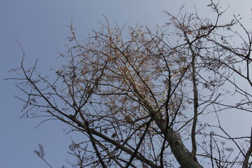 Nature Beautiful Tree Branches Isolated in the sky
