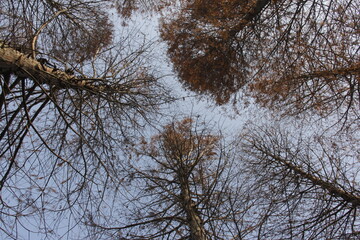 Nature Beautiful Tree Branches Isolated in the sky