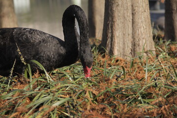 Fototapeta premium Dark black swan eating grass