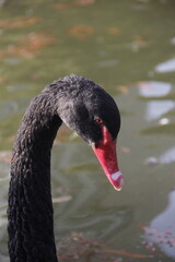 Beautiful dark black swan swimming in the lake water
