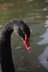Beautiful dark black swan swimming in the lake water