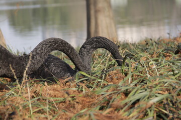 Dark black swan eating grass near lake