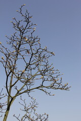 Nature Beautiful Tree Branches Isolated in the sky