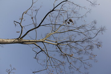 Nature Beautiful Tree Branches Isolated in the sky