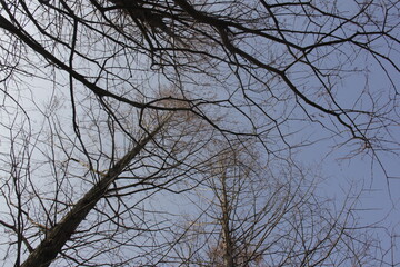 Nature Beautiful Tree Branches Isolated in the sky