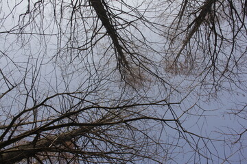 Nature Beautiful Tree Branches Isolated in the sky
