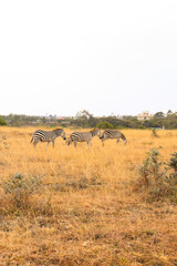 Fototapeta na wymiar Zebras in the Savanna of East Africa
