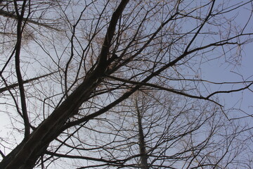 Nature Beautiful Tree Branches Isolated in the sky