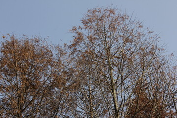 Fototapeta premium Nature Beautiful Tree Branches Isolated in the sky