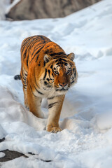 Fototapeta na wymiar Closeup Adult Tiger in cold time. Tiger snow in wild winter nature