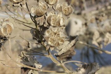 Dry wild environment