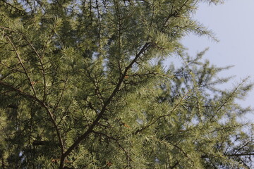 Green environment, shot in a park