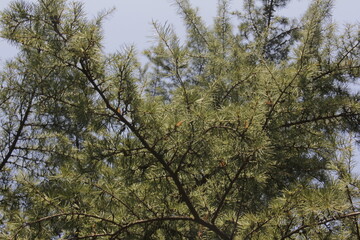 Fototapeta premium Green environment, shot in a park