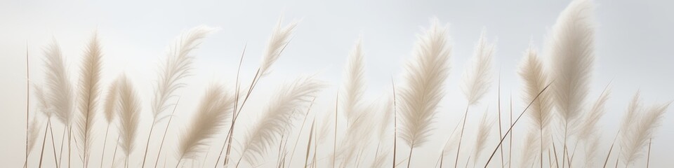 Reeds on a gray background.Fluffy pampas grass. Background of reed panicles.Abstract texture. A place for the text.