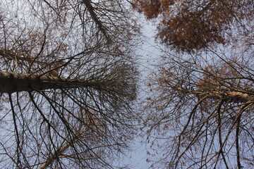 Nature Beautiful Tree Branches Isolated in the sky