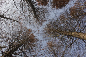 Nature Beautiful Tree Branches Isolated in the sky