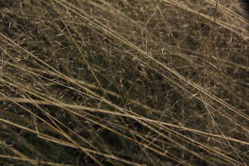 Dry wild environment