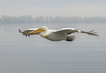 Dalmatian Pelican of Kerkini Lake
