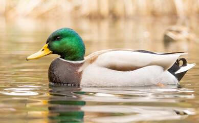 Mallard duck (Anas plathyrynchos) in natural habitat