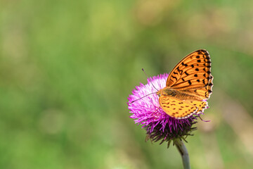 Obraz premium Orange butterfly Nymphalidae Melitaea on a thistle flower in a spring meadow.