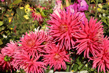 bouquet of bright red dahlias against the backdrop of a green garden