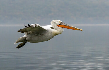 Dalmatian Pelican of Kerkini Lake