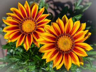 Closeup photo of beautiful orange flowers of Gazania rigens