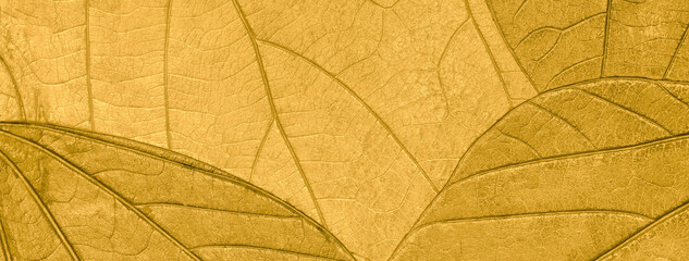 Texture of dry yellow autumn organic leaves background, macro. Structure of golden natural leaf with pattern.