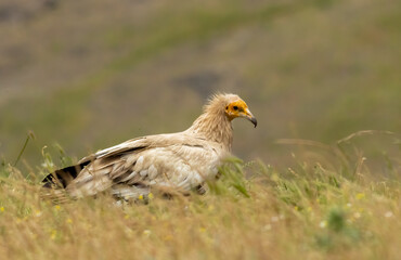 Egyptian vulture in natural habitat in Bulgaria