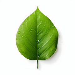 Obraz premium Fresh green wood leaf with water drops on white background, isolated, generative ai