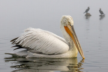 Dalmatian Pelican of Kerkini Lake