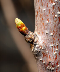 Swollen cherry buds on a branch in spring