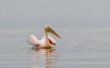 White Pelican in Kerkini Lake, Greece