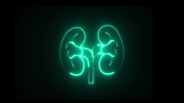 This renal system symbol is a neon kidney. The kidney was divided into the right and left halves.