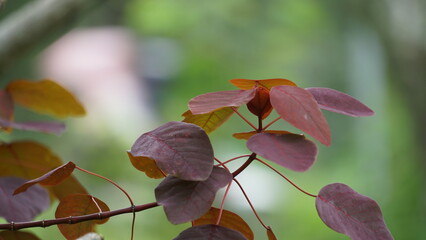 Euphorbia cotinifolia (tropical smoke bush, Caribbean copper plant, Mexican shrubby spurge, herba...
