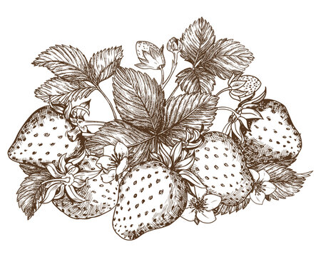Sketch of a strawberry bush. Berries, flowers, branches and leaves on a white background. Vector, linear illustration in the style of an old engraving. Images for packaging herbal tea, jam.