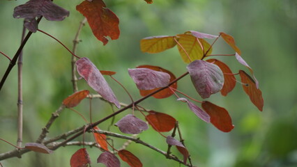 Euphorbia cotinifolia (tropical smoke bush, Caribbean copper plant, Mexican shrubby spurge, herba mala , daun marun). The sap can cause irritation if it comes into contact with human skin or eyes