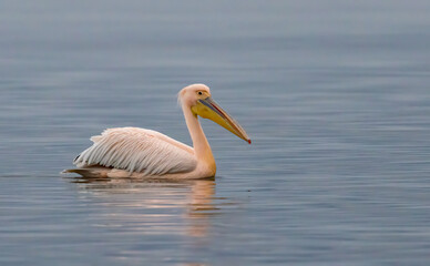 White Pelican in Kerkini Lake, Greece