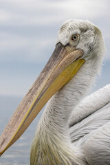 Dalmatian Pelican of Kerkini Lake