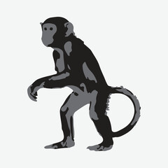 Obraz premium monkey vector with white background