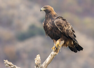 Action photography of Golden Eagle
