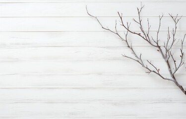 A single branch devoid of leaves stands against a clean white backdrop.