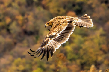 Eastern Imperial eagle on feeding station